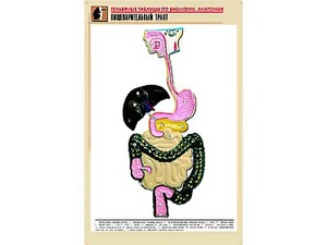 Рельефная таблица "Пищеварительный тракт" (формат А1, матовое ламинирование) - fgospostavki.ru - Донецк