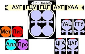 Модель-аппликация "Биосинтез белка" (ламинированная) - fgospostavki.ru - Донецк