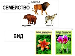 Модель-аппликация "Классификация растений и животных" (ламинированная) - fgospostavki.ru - Донецк