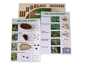 Коллекция "Шишки, плоды, семена деревьев и кустарников" - fgospostavki.ru - Донецк