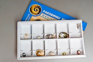 Коллекция "Раковины моллюсков" - fgospostavki.ru - Донецк