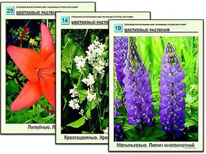 Гербарий фотографический "Основные группы растений" - fgospostavki.ru - Донецк