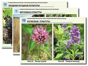 Гербарий фотографический "Сельскохозяйственные растения России" - fgospostavki.ru - Донецк
