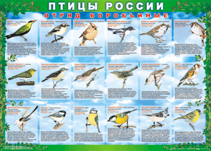 Комплект таблиц "Птицы России (4 листа)" (100х140 сантиметров, винил) - fgospostavki.ru - Донецк