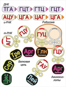Модель-аппликация Биосинтез белка - fgospostavki.ru - Донецк