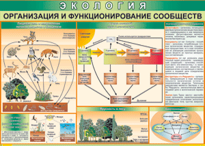 Таблица "Организация и функционирование сообществ" (100х140 сантиметров, винил) - fgospostavki.ru - Донецк