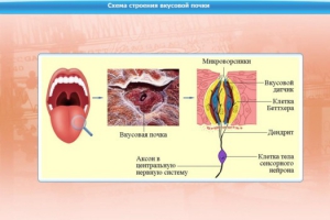 Интерактивные курсы. Биология 10 класс. Базовый. - fgospostavki.ru - Донецк