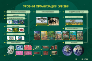 Электрифицированный стенд "Уровни организации жизни" - fgospostavki.ru - Донецк