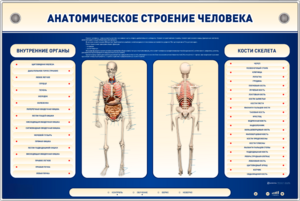 Электрифицированный стенд-тренажер c макетом скелета "Анатомическое строение человека" - fgospostavki.ru - Донецк