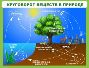 Стенд "Круговорот веществ" - fgospostavki.ru - Донецк