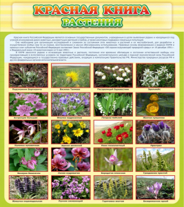 Стенд "Красная книга - растения" - fgospostavki.ru - Донецк