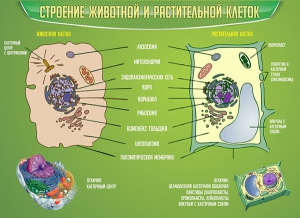Стенд "Строение животной и растительной клеток" - fgospostavki.ru - Донецк