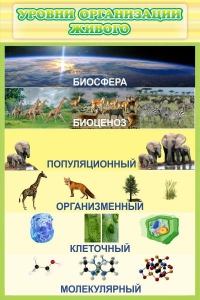 Стенд "Уровни организации живого" - fgospostavki.ru - Донецк
