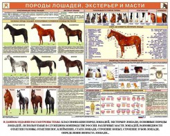 Комплект плакатов "Служебное коневодство" - fgospostavki.ru - Донецк