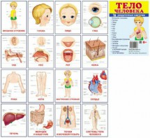 Раздаточные карточки "Тело человека" - fgospostavki.ru - Донецк