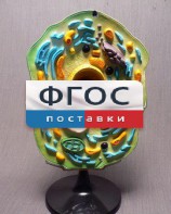 Модель "Клетка растения" - fgospostavki.ru - Донецк
