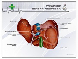 Стенд "Строение печени человека" - fgospostavki.ru - Донецк