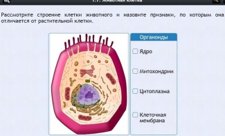 Интерактивные курсы. Биология 8 класс. Базовый - fgospostavki.ru - Донецк