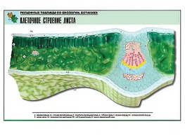 Рельефная таблица "Клеточное строение листа" (формат А1, матовое ламинирование) - fgospostavki.ru - Донецк
