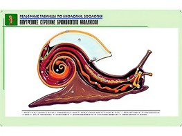 Рельефная таблица "Внутреннее строение брюхоногого моллюска" (формат А1, матовое ламинирование) - fgospostavki.ru - Донецк