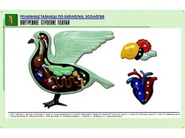 Рельефная таблица "Внутреннее строение голубя" (формат А1, матовое ламинирование) - fgospostavki.ru - Донецк