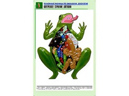 Рельефная таблица "Внутреннее строение лягушки" (формат А1, матовое ламинирование) - fgospostavki.ru - Донецк