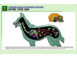 Рельефная таблица "Внутреннее строение собаки" (формат А1, матовое ламинирование) - fgospostavki.ru - Донецк