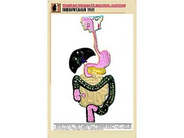 Рельефная таблица "Пищеварительный тракт" (формат А1, матовое ламинирование) - fgospostavki.ru - Донецк