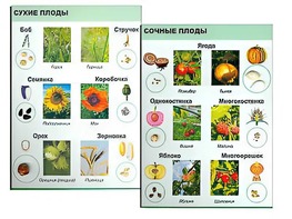 Коллекция "Семена и плоды" - fgospostavki.ru - Донецк
