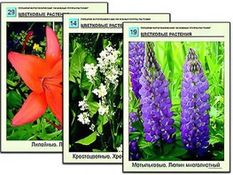 Гербарий фотографический "Основные группы растений" - fgospostavki.ru - Донецк