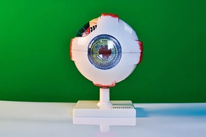 Модель глаза - fgospostavki.ru - Донецк