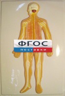 Модель барельефная "Нервная система человека" - fgospostavki.ru - Донецк