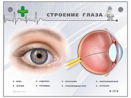 Интерактивный стенд "Строение глаза" - fgospostavki.ru - Донецк