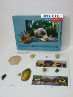 Коллекция "Раковины моллюсков" - fgospostavki.ru - Донецк