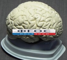 Модель "Мозг в разрезе" (белый) - fgospostavki.ru - Донецк