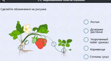 Интерактивные курсы. Биология 7 класс. Расширенный. - fgospostavki.ru - Донецк