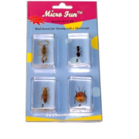 Набор микропрепаратов для стереомикроскопа №14 «Насекомые» - fgospostavki.ru - Донецк