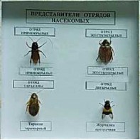 Коллекция энтомологическая "Представители отряда насекомых" - fgospostavki.ru - Донецк