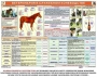 Комплект плакатов "Служебное коневодство" - fgospostavki.ru - Донецк