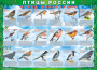 Комплект таблиц "Птицы России (4 листа)" (100х140 сантиметров, винил) - fgospostavki.ru - Донецк