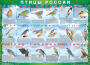 Комплект таблиц "Птицы России (4 листа)" (100х140 сантиметров, винил) - fgospostavki.ru - Донецк