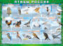 Комплект таблиц "Птицы России (4 листа)" (100х140 сантиметров, винил) - fgospostavki.ru - Донецк